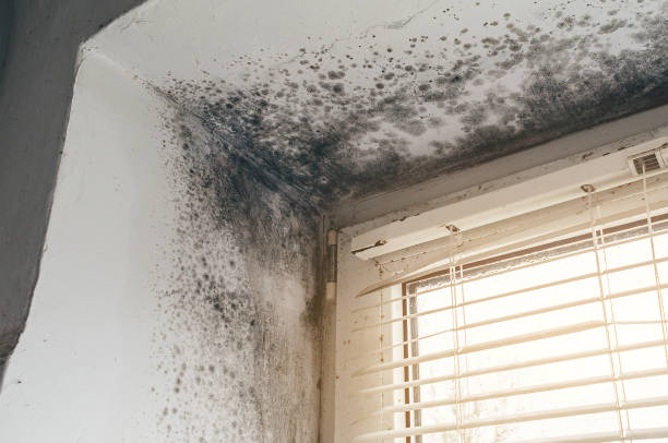 Affordable Mold Removal solutions in Durham, NC